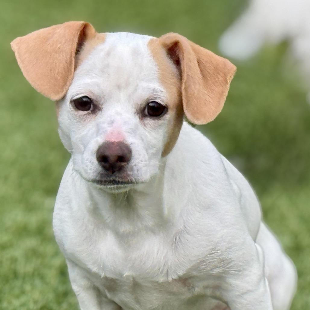 Enlarge Tundra - my mom is Icelyn and she is only 11 lbs, a Adoptable Chihuahua in Austin, TX image 1/5