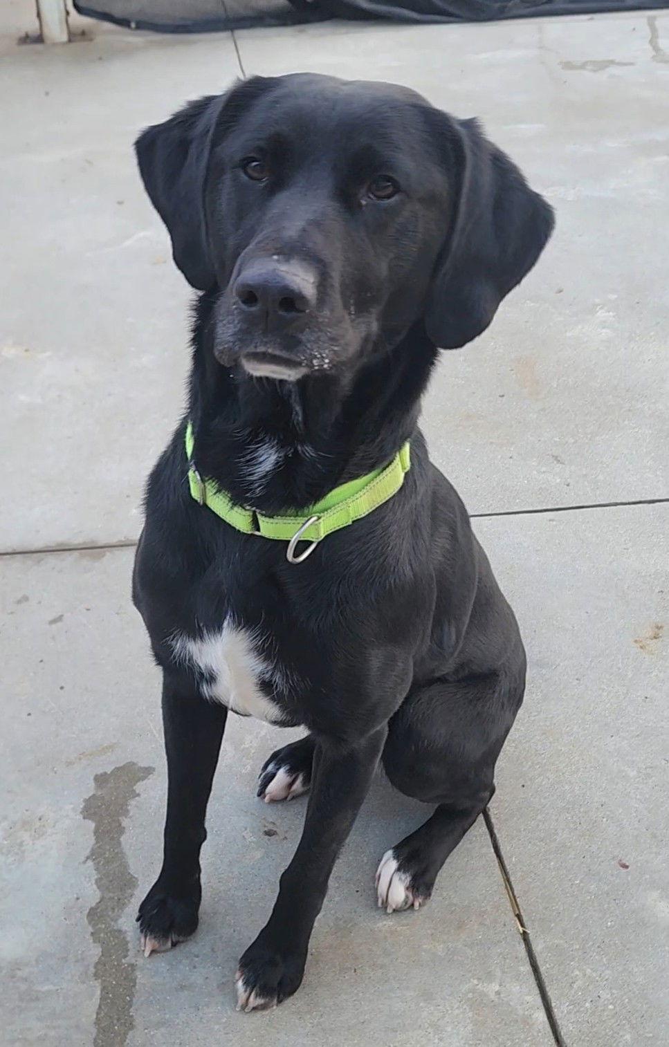 Enlarge Trinity, a Adoptable Black Labrador Retriever in Knoxville, IA image 1/1