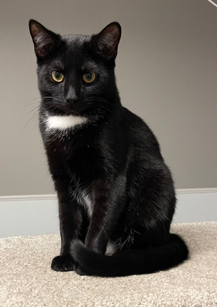 Star, a Adoptable Domestic Short Hair in Chillicothe, OH image 1/3