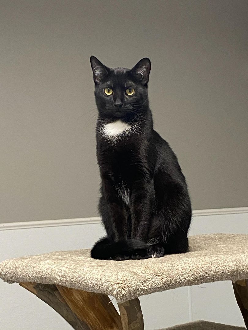 Star, a Adoptable Domestic Short Hair in Chillicothe, OH image 2/3