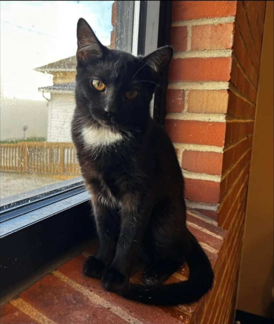 Star, a Adoptable Domestic Short Hair in Chillicothe, OH image 3/3