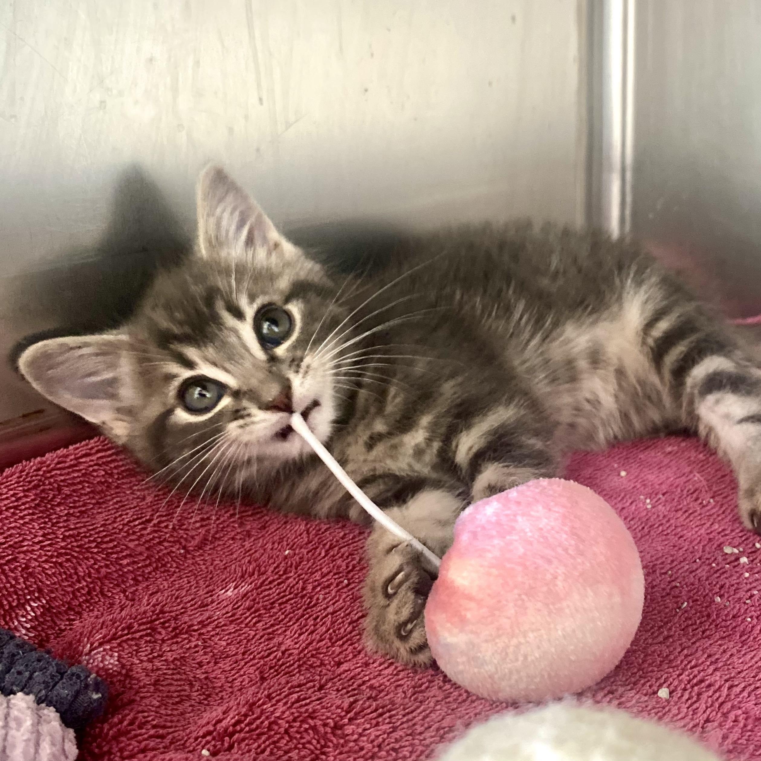 Louise, Adoptable, Young Female Domestic Medium Hair.