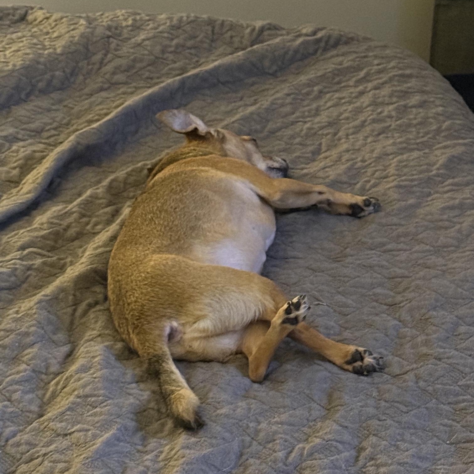 Cooper - In Foster, a ADOPTABLE Chihuahua in Jefferson, LA image 5/5