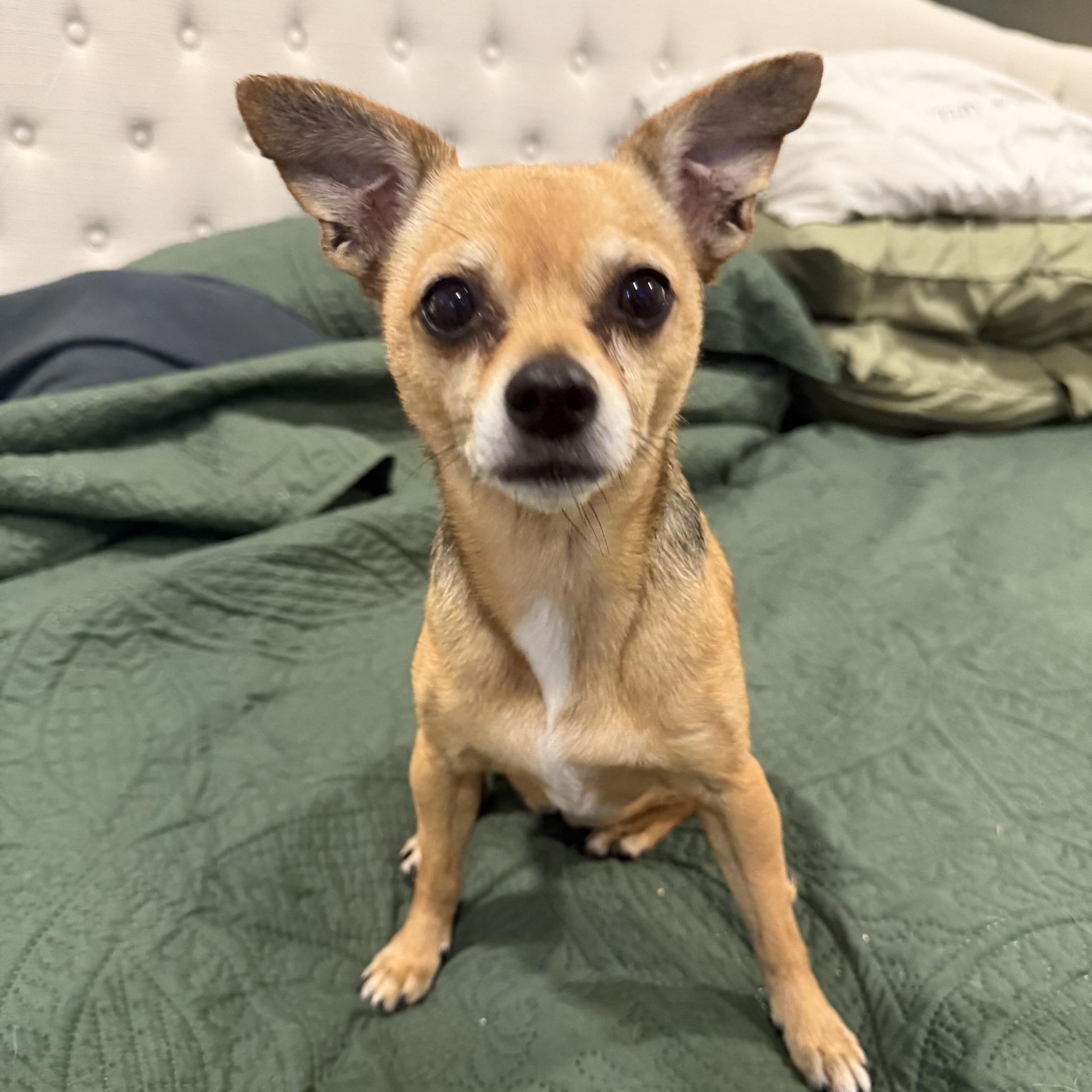 Cooper - In Foster, a ADOPTABLE Chihuahua in Jefferson, LA image 2/5