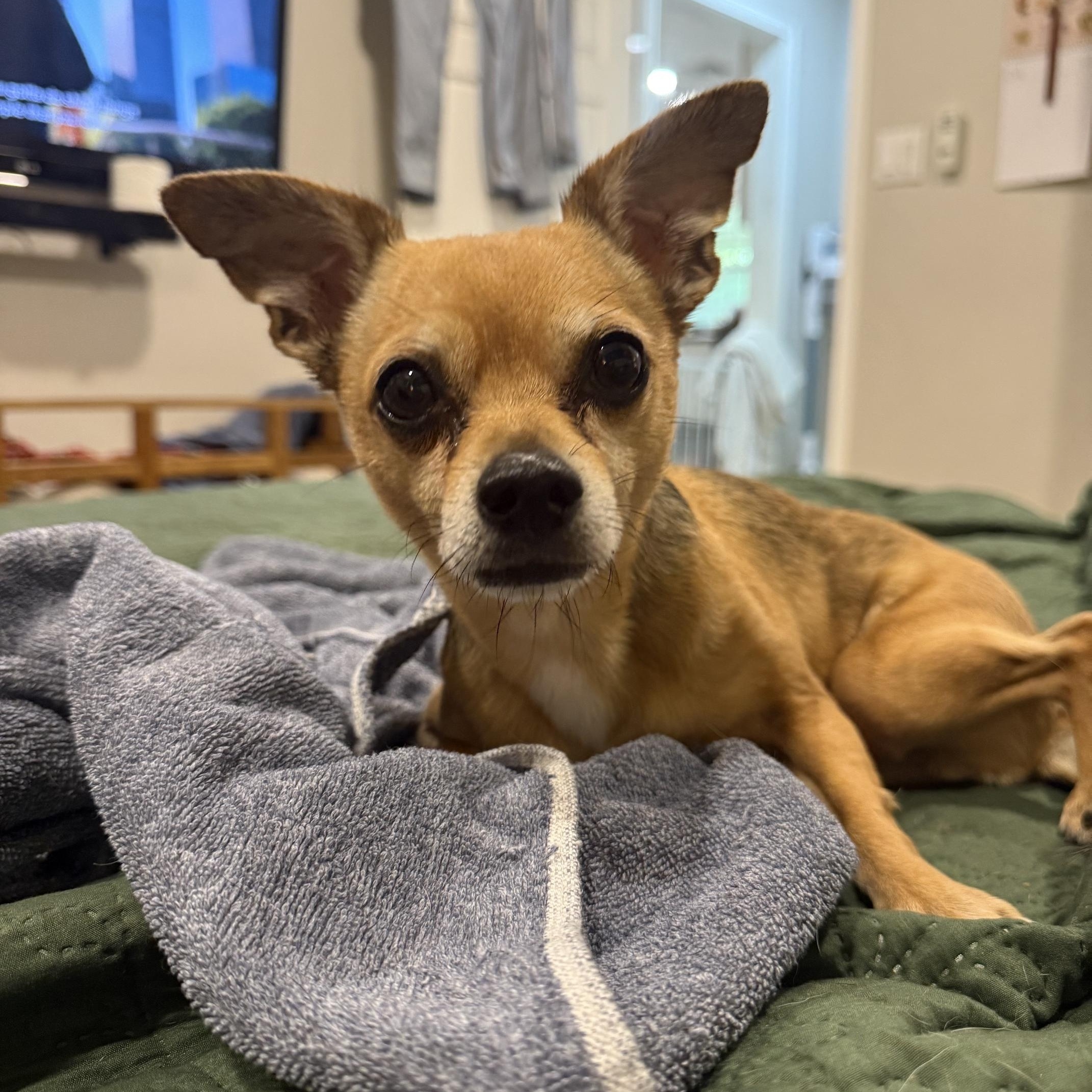 Cooper - In Foster, ADOPTABLE, Adult Male Chihuahua.