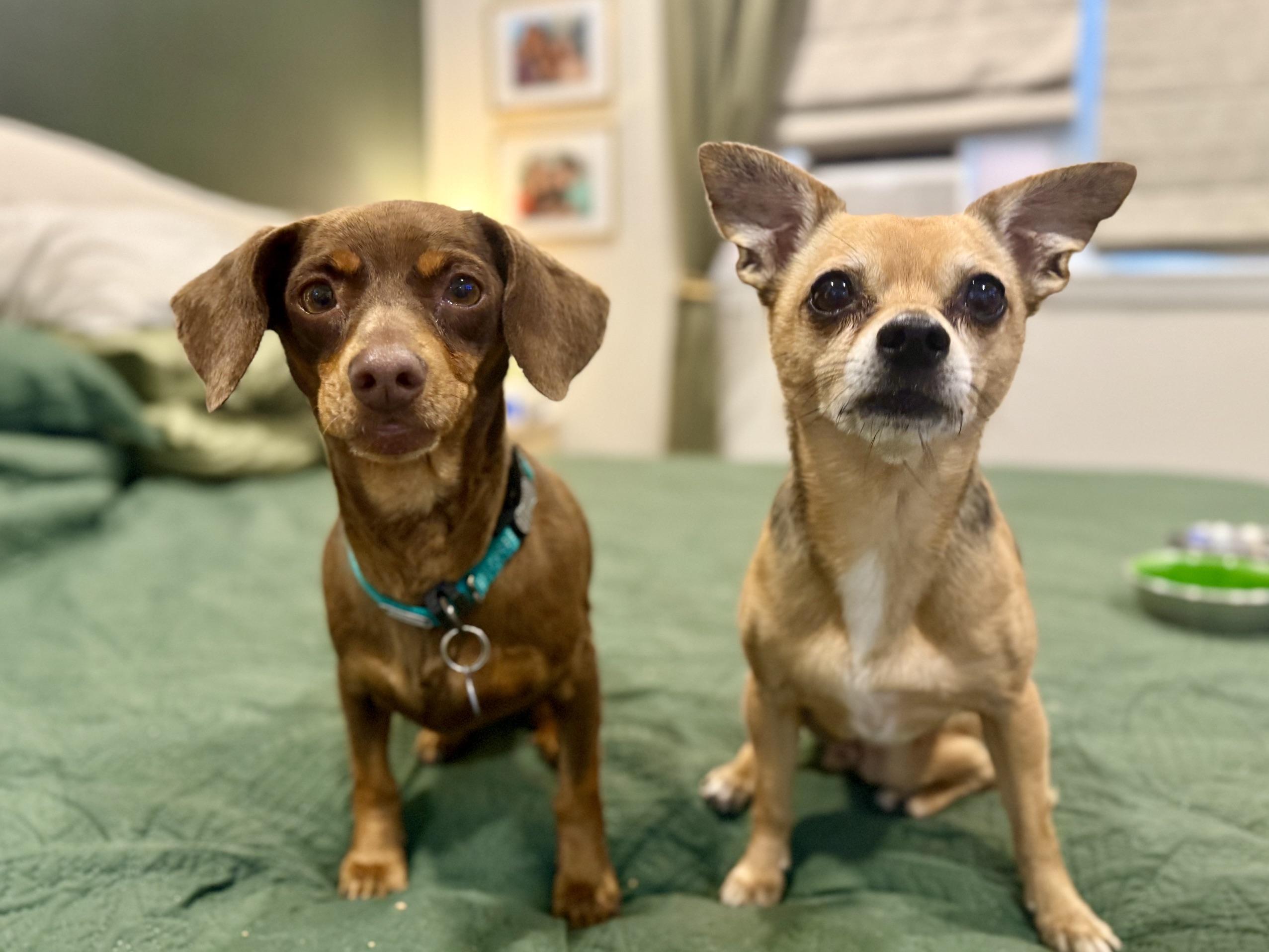 Cooper - In Foster, a ADOPTABLE Chihuahua in Jefferson, LA image 3/5