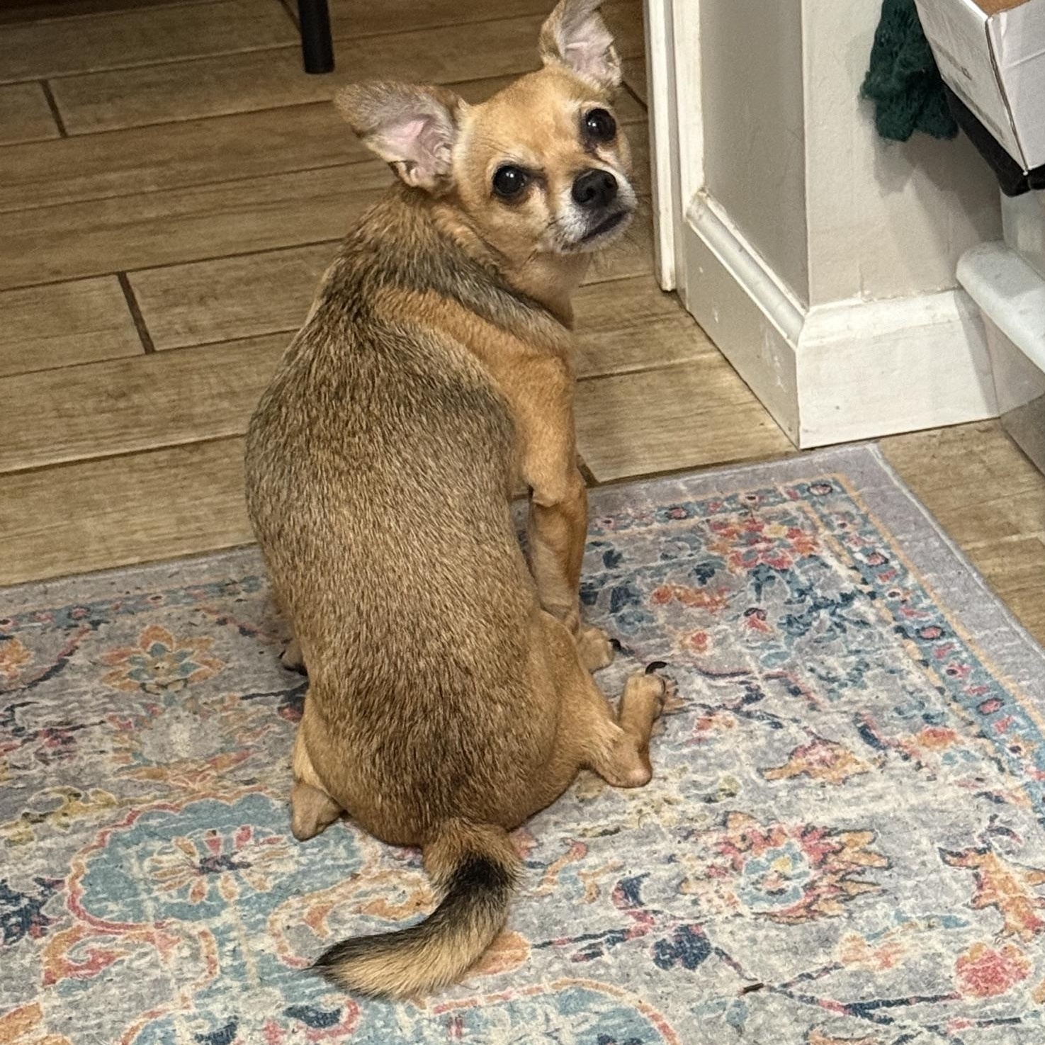 Cooper - In Foster, a ADOPTABLE Chihuahua in Jefferson, LA image 4/5