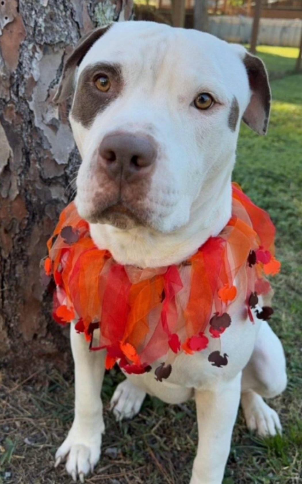 Enlarge Bruce, a Adoptable American Bulldog in Boca Raton , FL image 1/1
