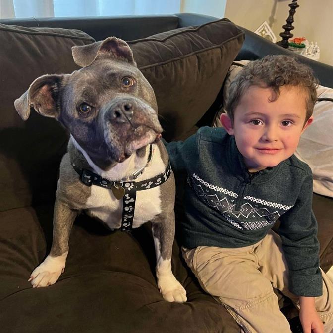 Penelope AB, Adoptable, Senior Female Pit Bull Terrier.