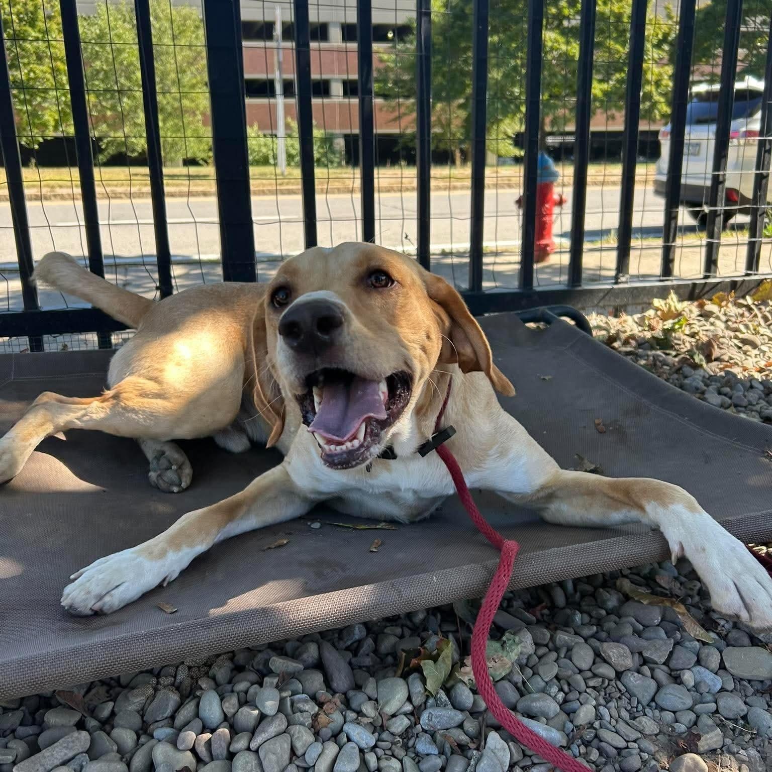 Enlarge Mac, a Adoptable mixed breed in Buffalo, NY image 3/4
