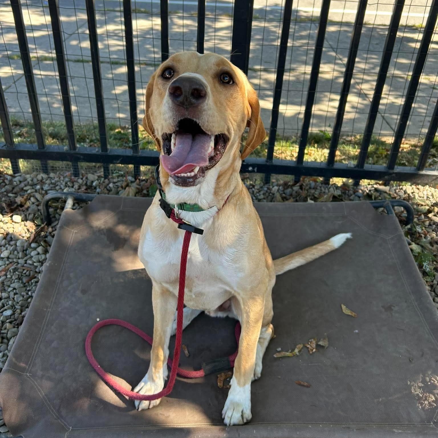 Mac, Adoptable, Young Male Hound & Labrador Retriever.