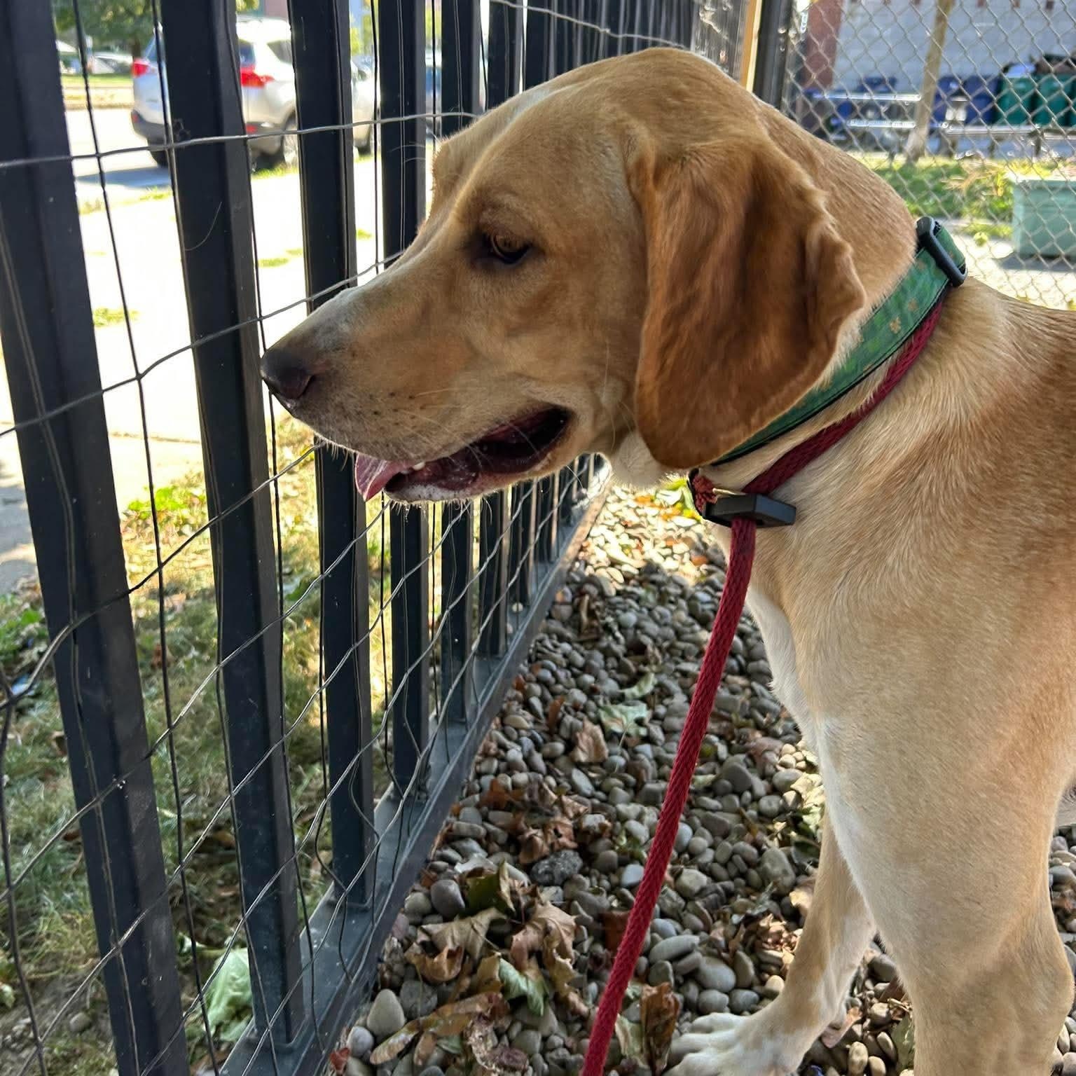 Enlarge Mac, a Adoptable mixed breed in Buffalo, NY image 2/4