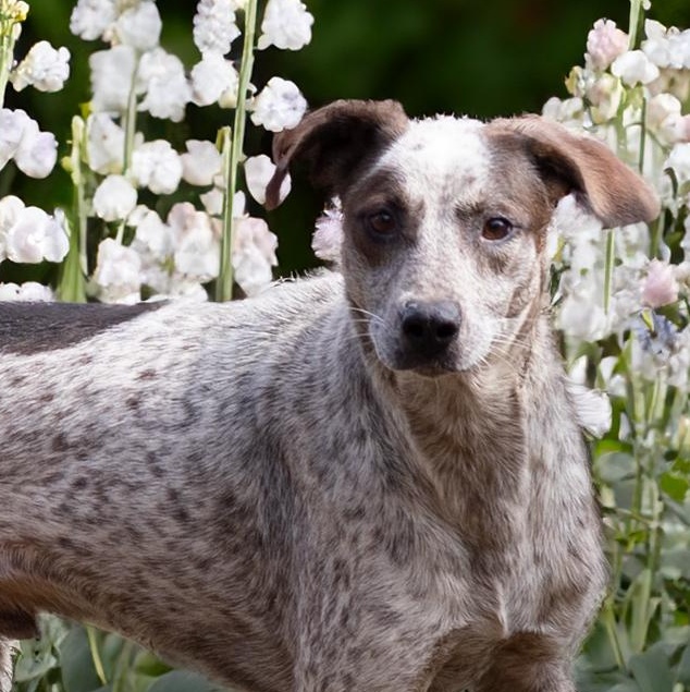 Enlarge ERNIE, a Adoptable mixed breed in Athens, AL image 1/2
