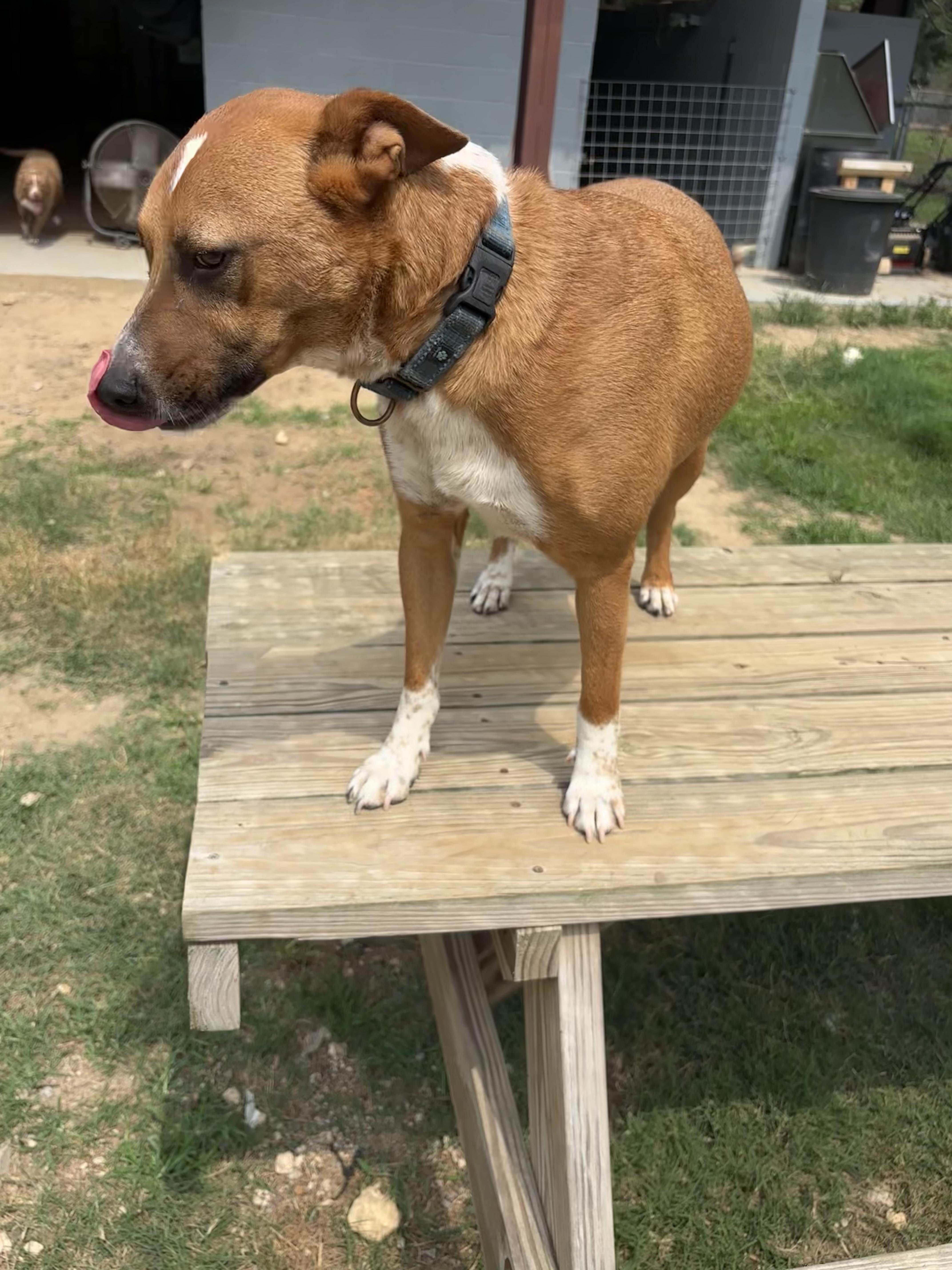 Enlarge Roy, an adopted Mixed Breed in Coldspring, TX image 1/5