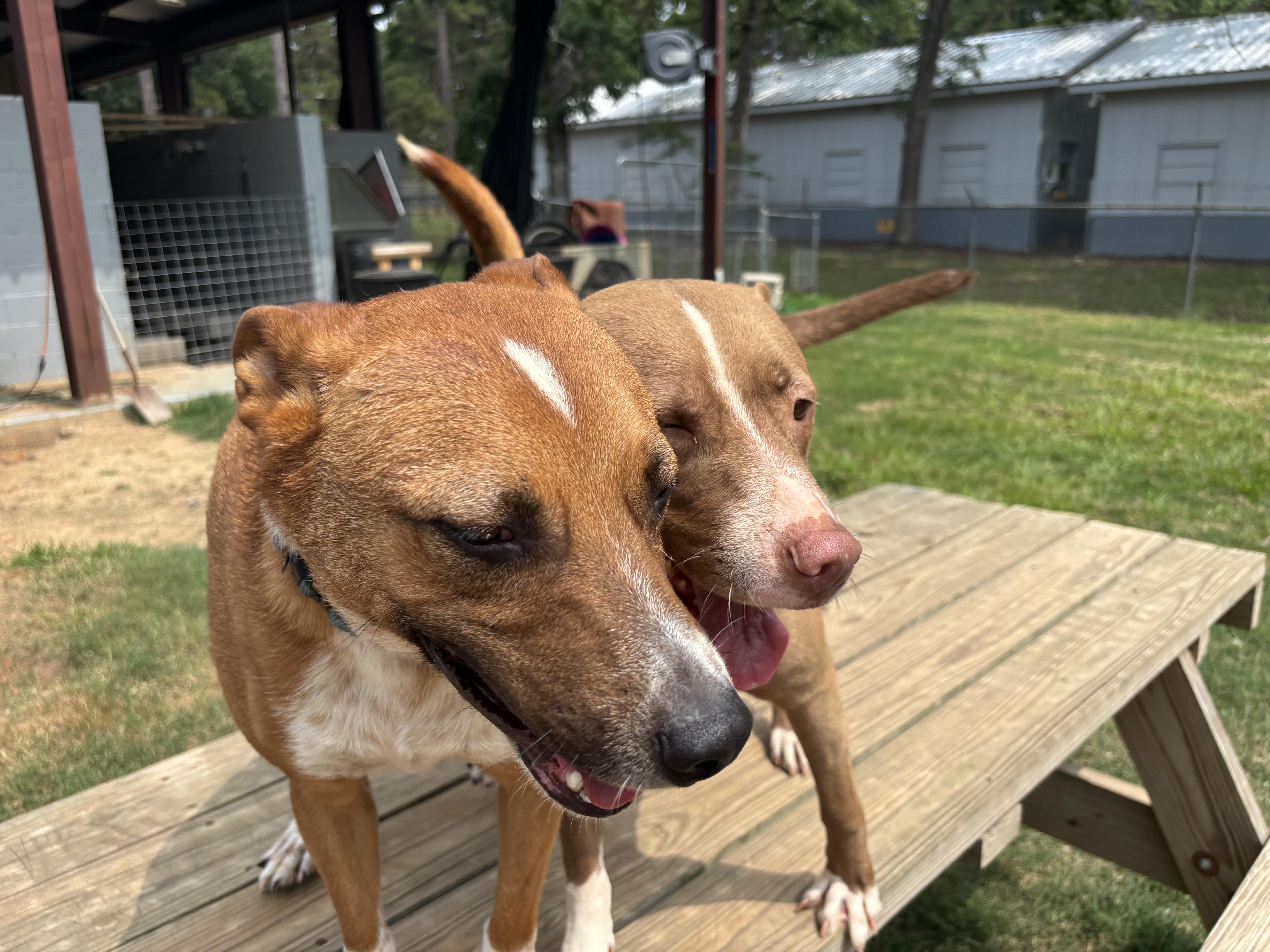 Enlarge Roy, an adopted Mixed Breed in Coldspring, TX image 5/5