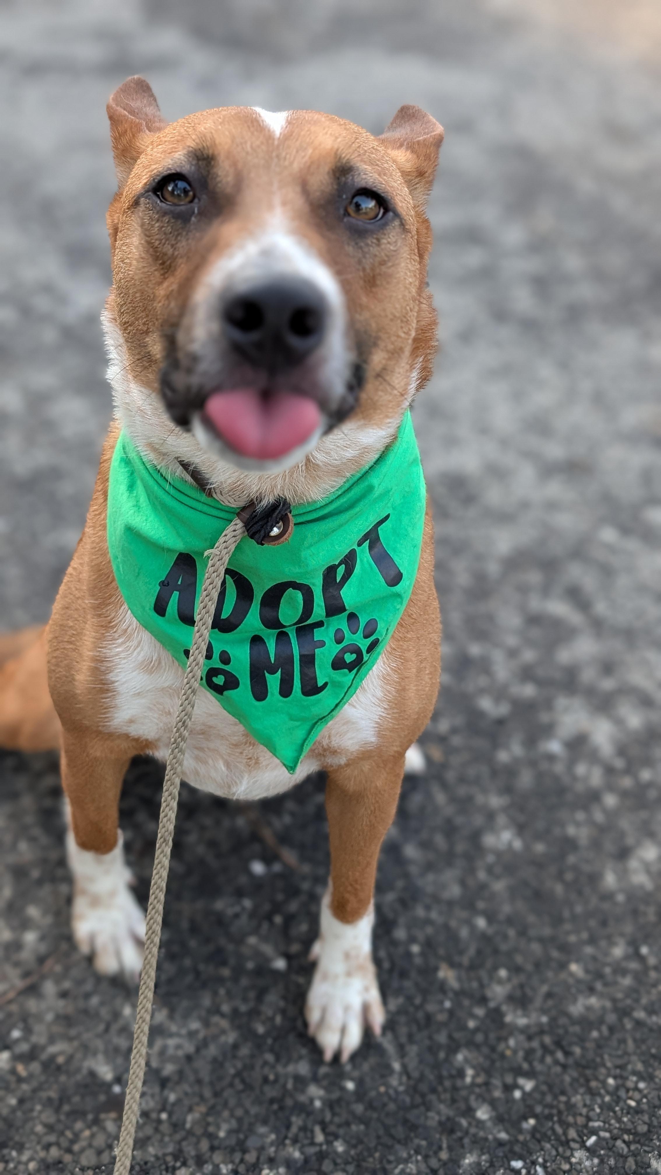 Enlarge Roy, an adopted Mixed Breed in Coldspring, TX image 2/5