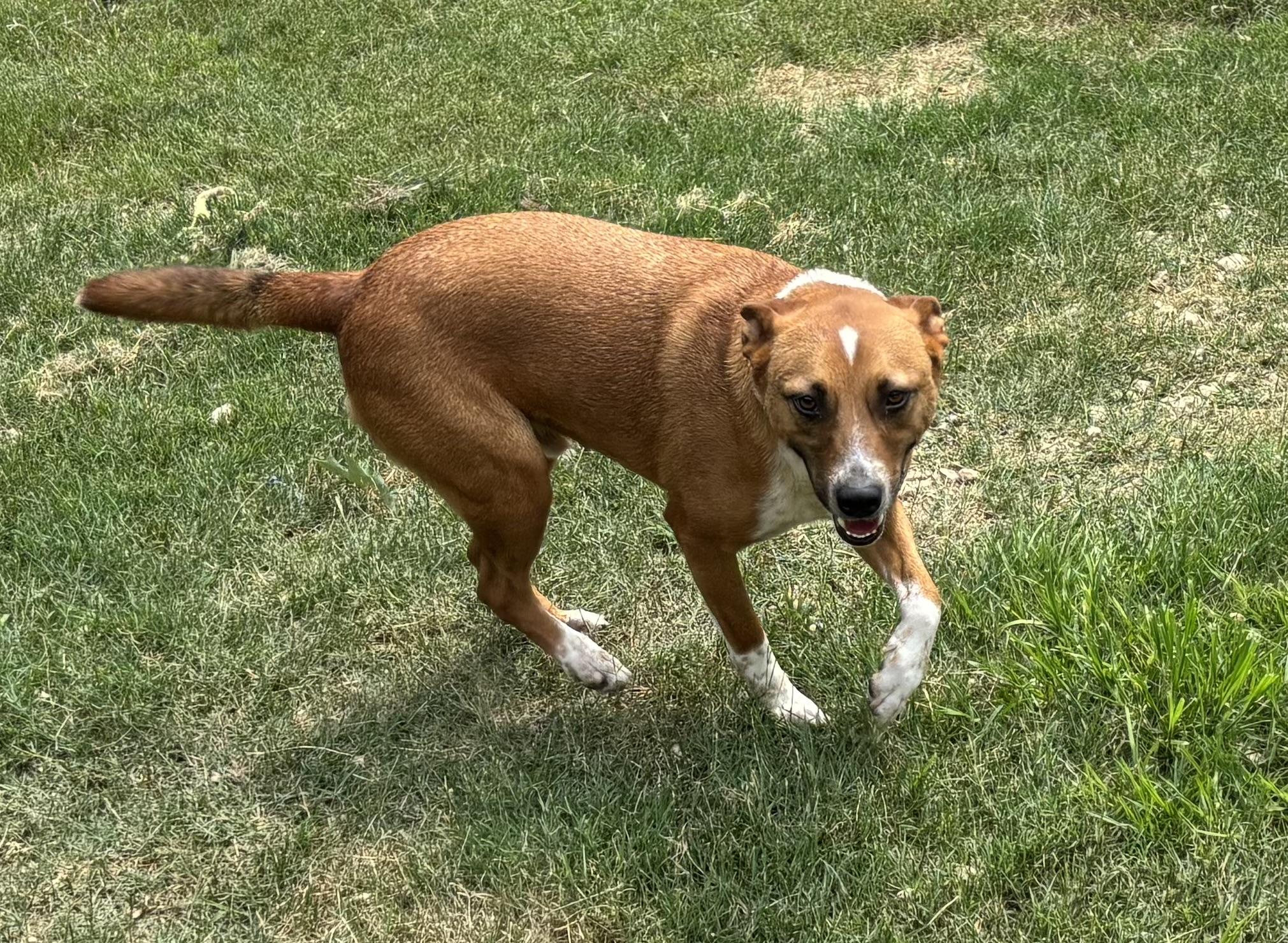 Enlarge Roy, an adopted Mixed Breed in Coldspring, TX image 3/5