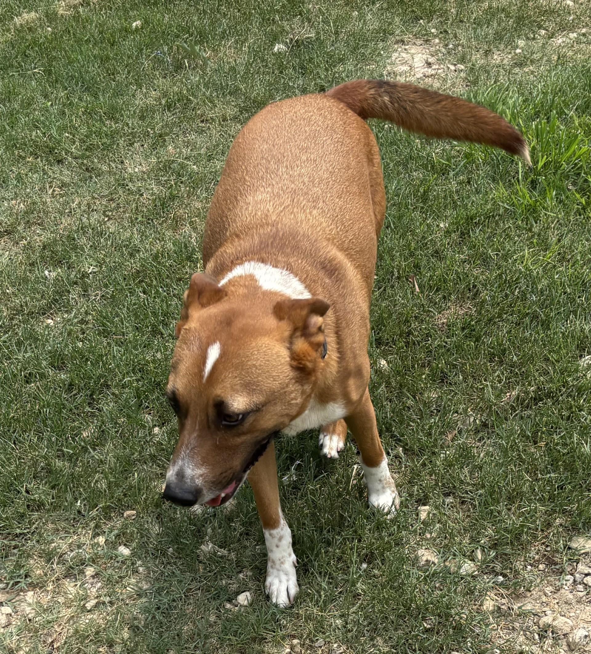 Enlarge Roy, an adopted Mixed Breed in Coldspring, TX image 4/5