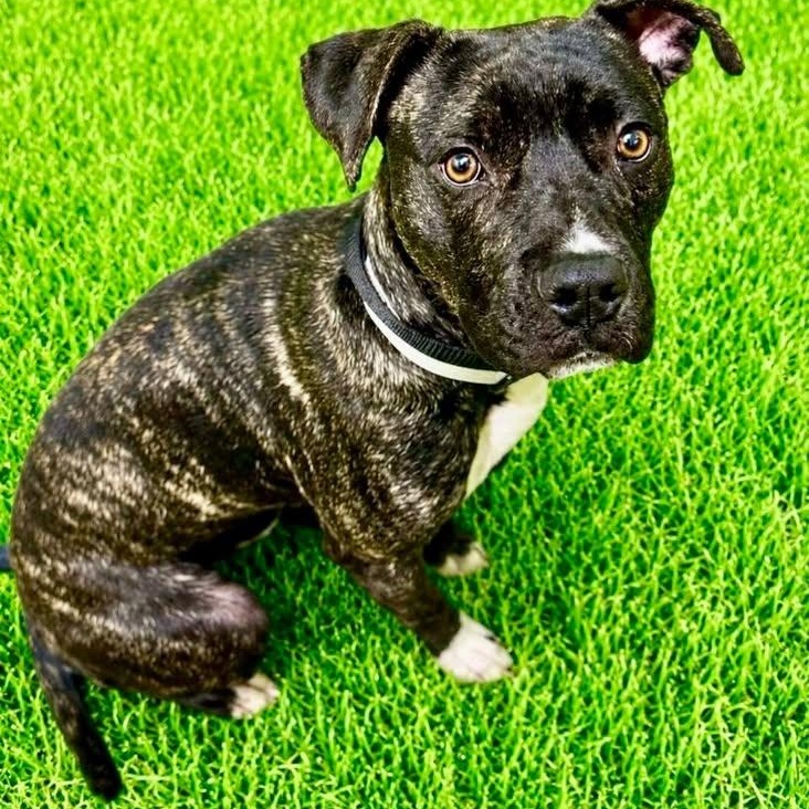 Enlarge Liam, a ADOPTABLE mixed breed in Battle Creek, MI image 1/1