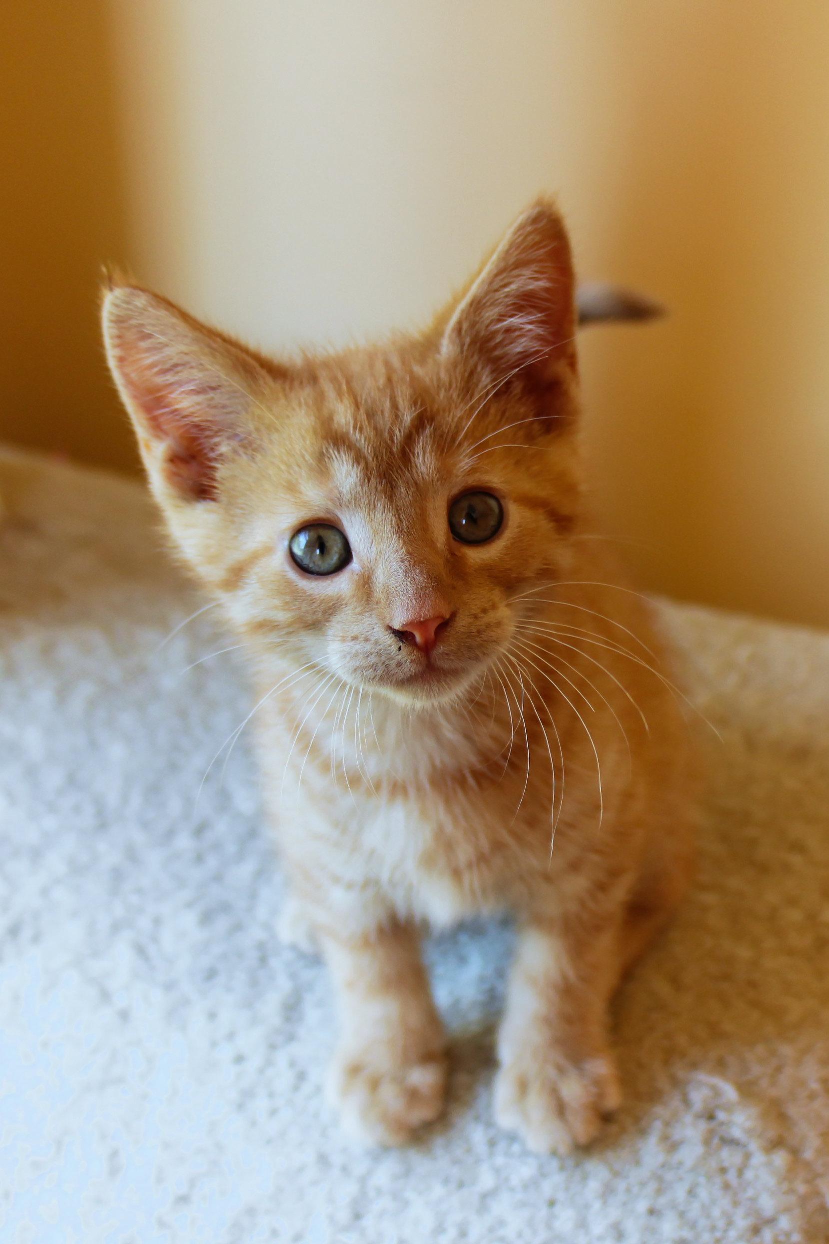 Enlarge Cedar, a Adoptable Domestic Short Hair in Urbana, OH image 3/6