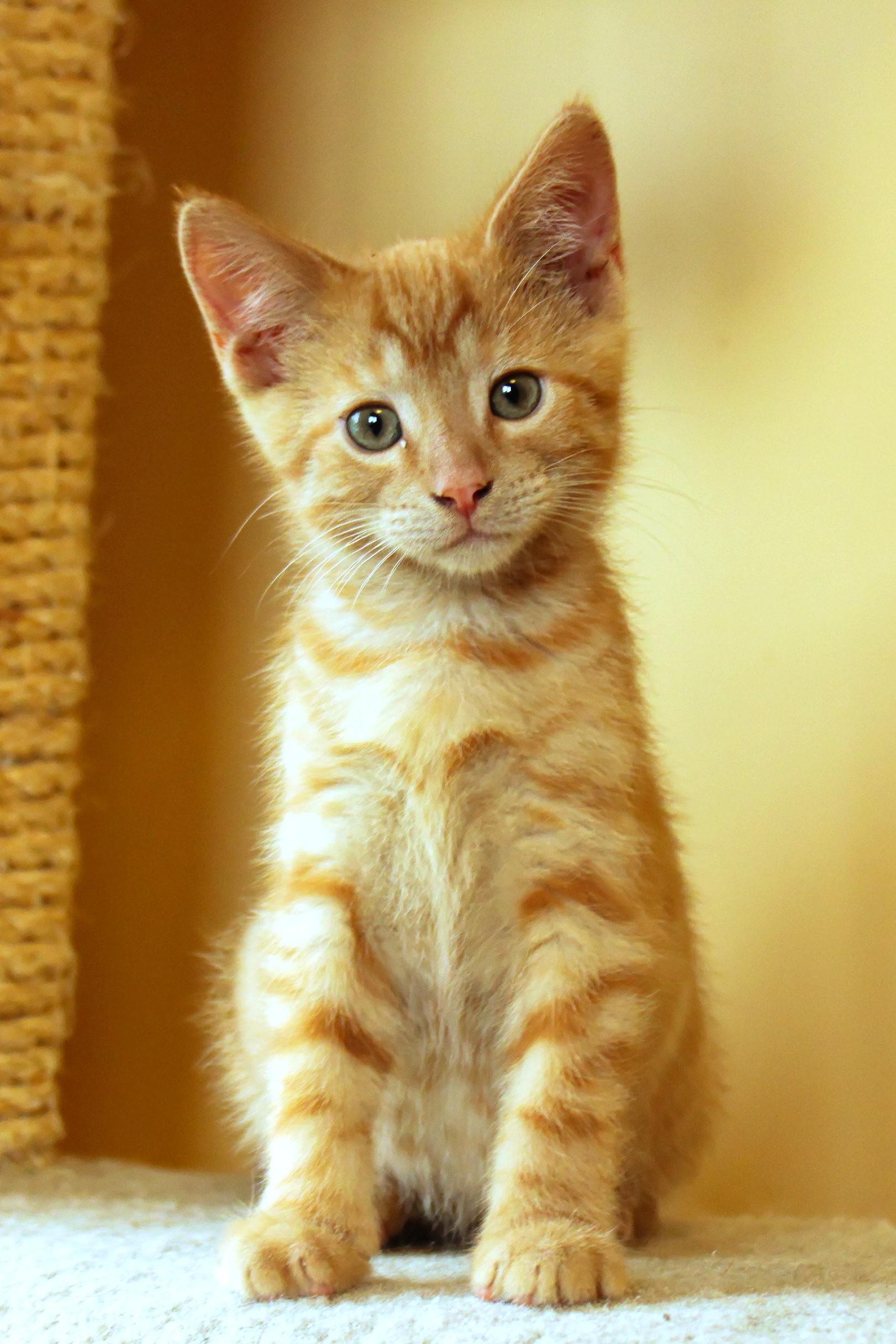 Enlarge Cedar, a Adoptable Domestic Short Hair in Urbana, OH image 2/6