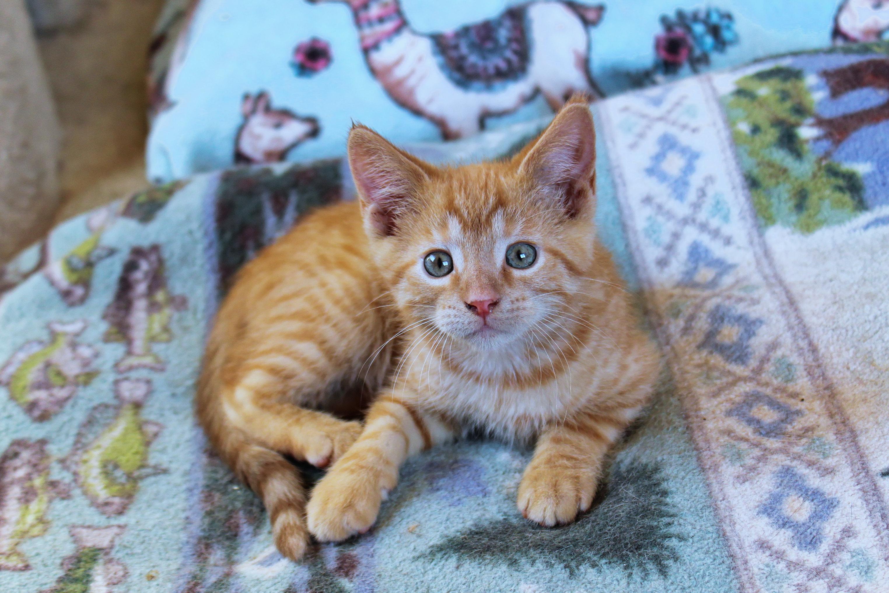 Enlarge Cedar, a Adoptable Domestic Short Hair in Urbana, OH image 1/6