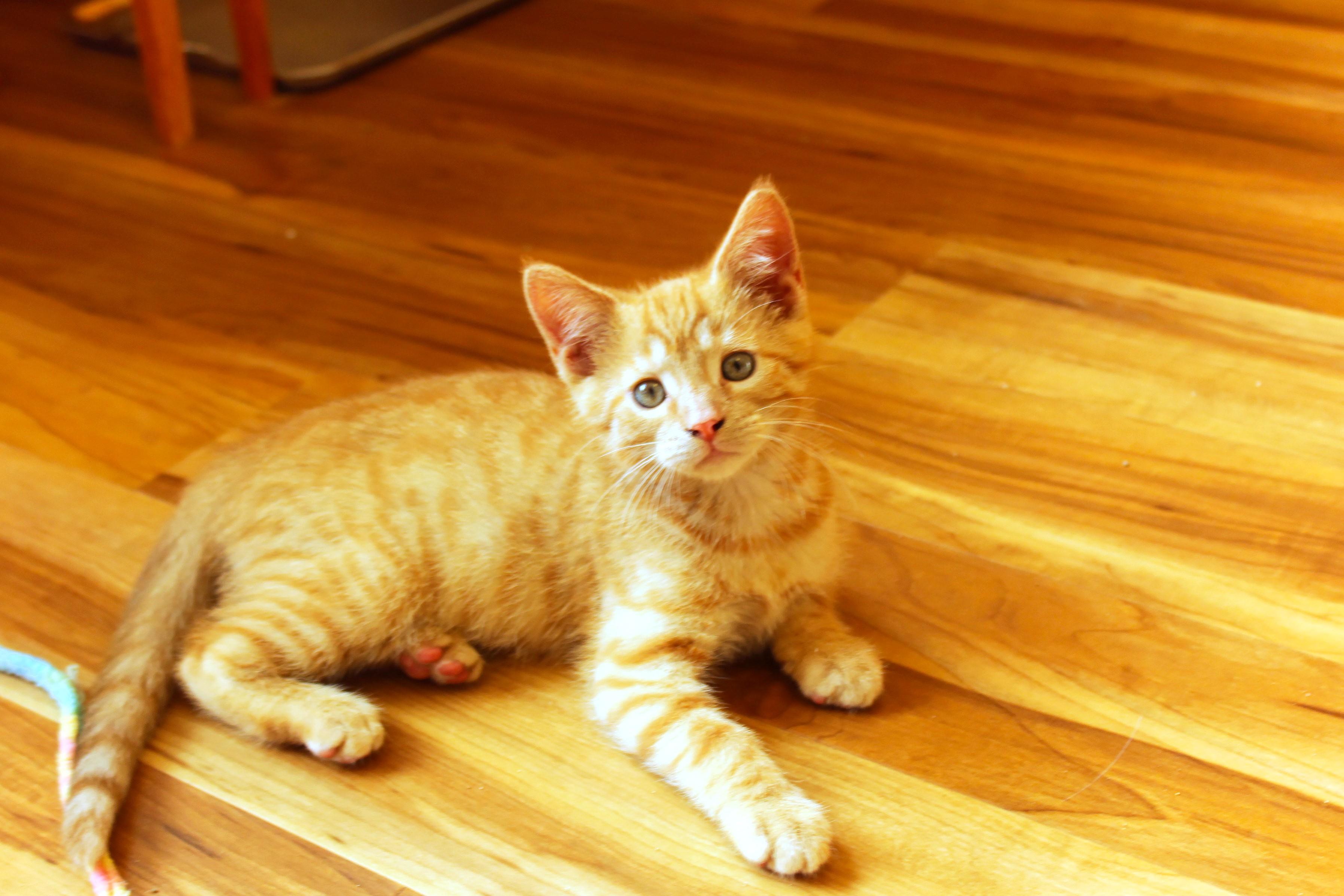 Enlarge Cedar, a Adoptable Domestic Short Hair in Urbana, OH image 5/6