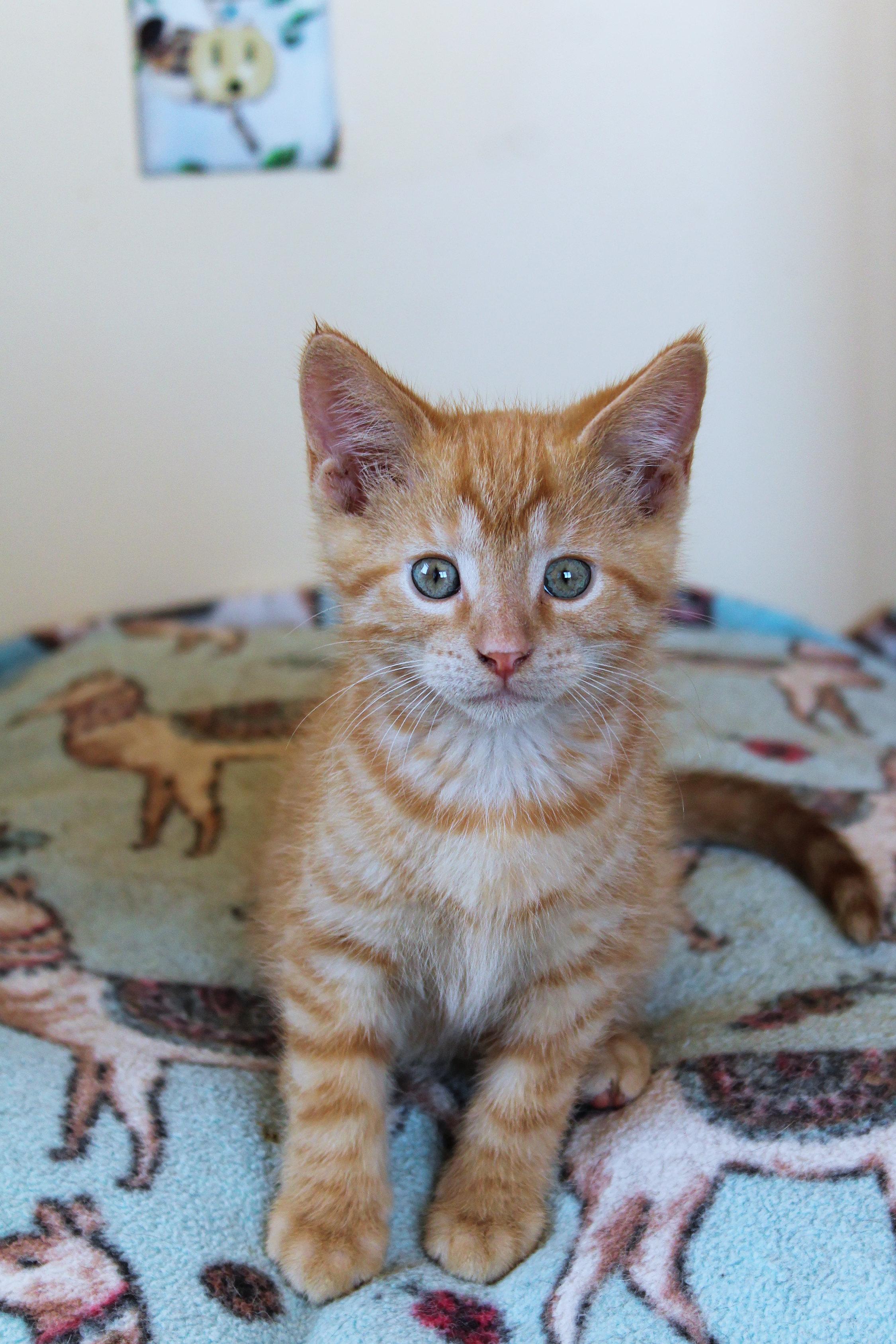 Enlarge Cedar, a Adoptable Domestic Short Hair in Urbana, OH image 6/6