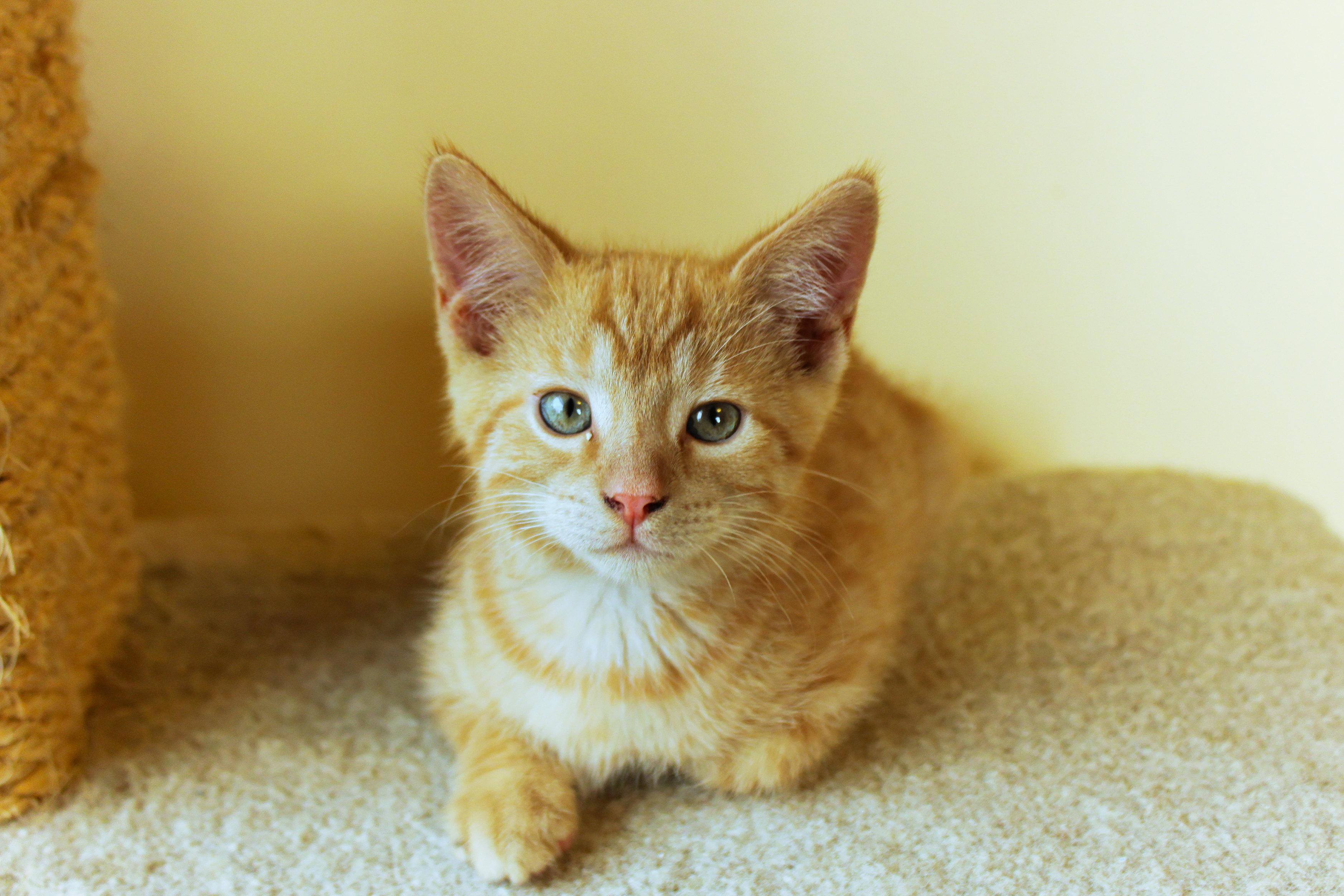 Enlarge Cedar, a Adoptable Domestic Short Hair in Urbana, OH image 4/6