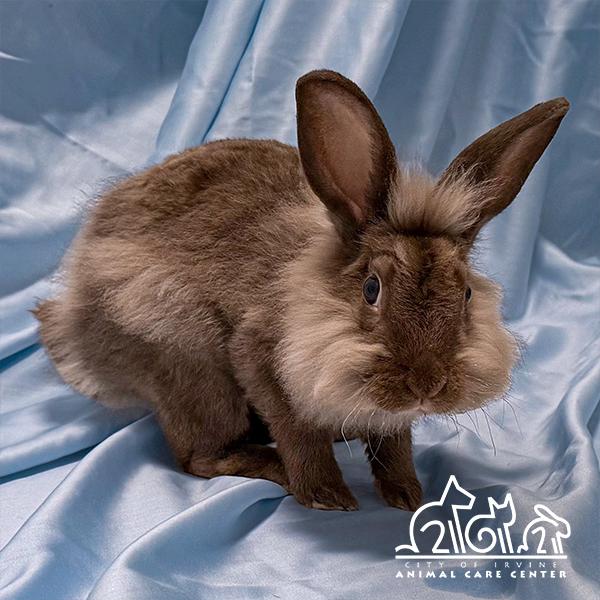 HOPPS, Adoptable, Baby Male Lionhead.