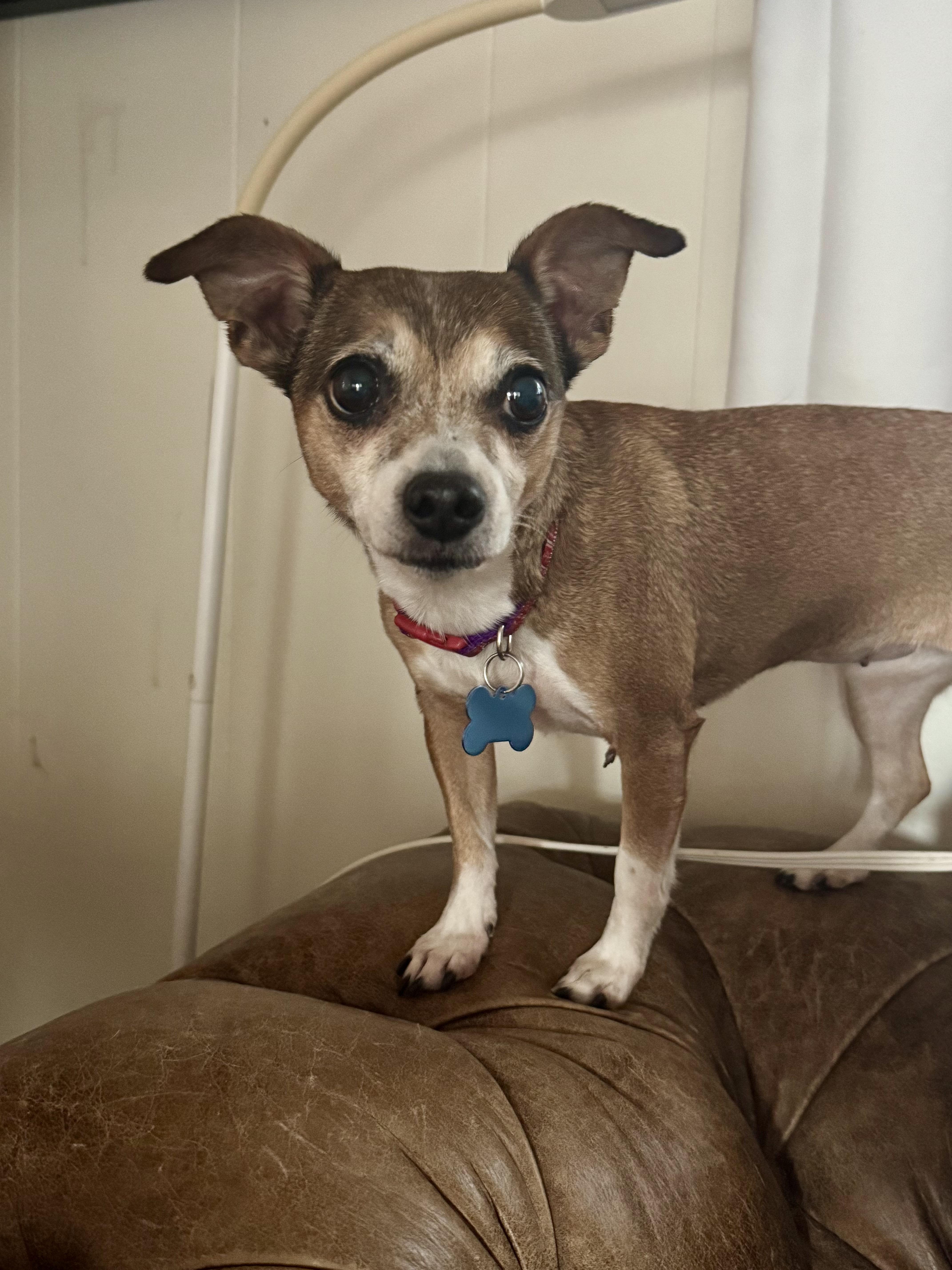 Deedee, Adopted, Adult Female Chihuahua.