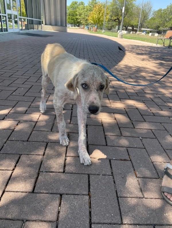 Cuchi, Adoptable, Young Female Labrador Retriever.
