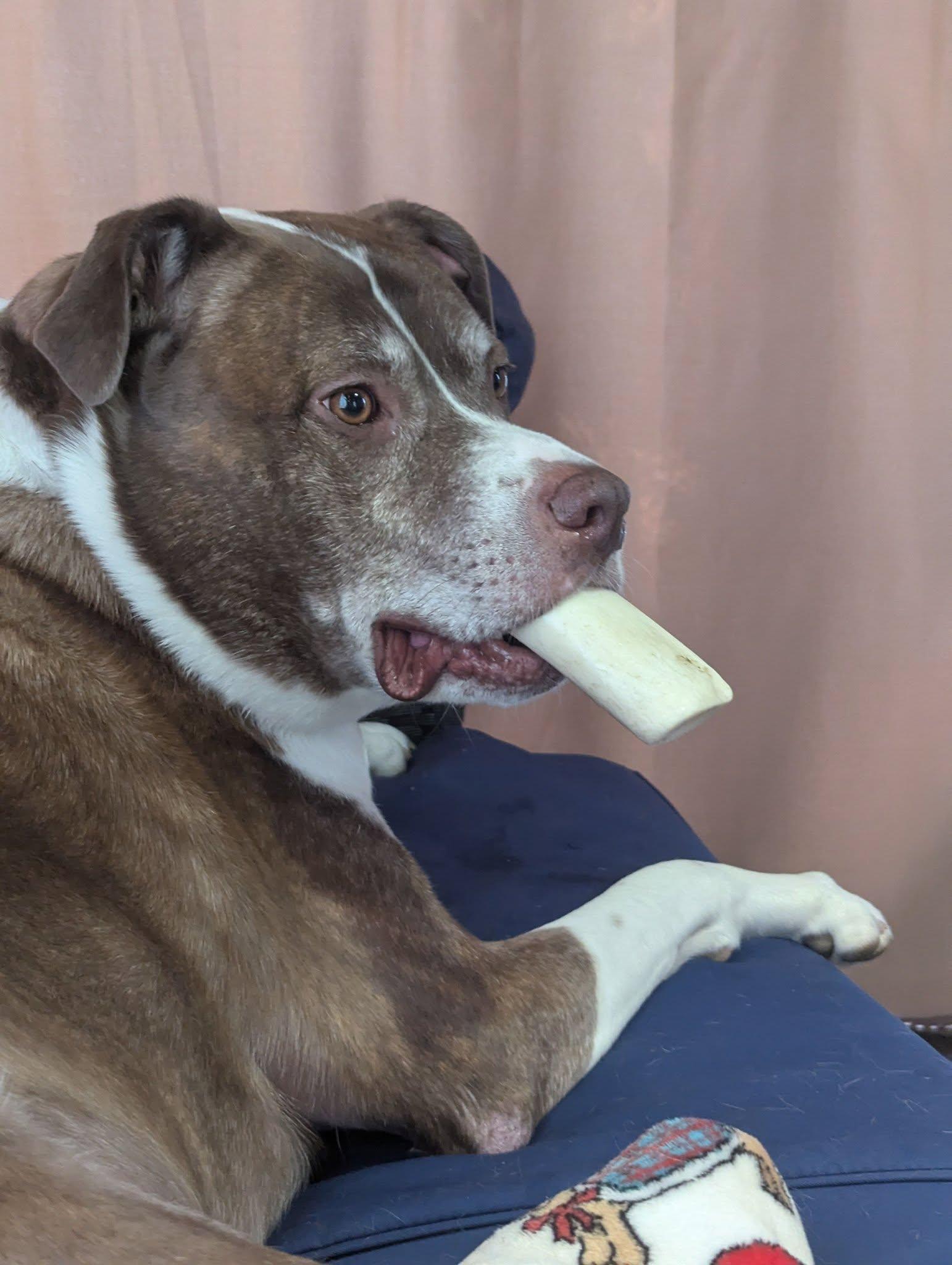 FERGAL aka RAMBO, a Adoptable Mixed Breed in Holbrook, NY image 2/3