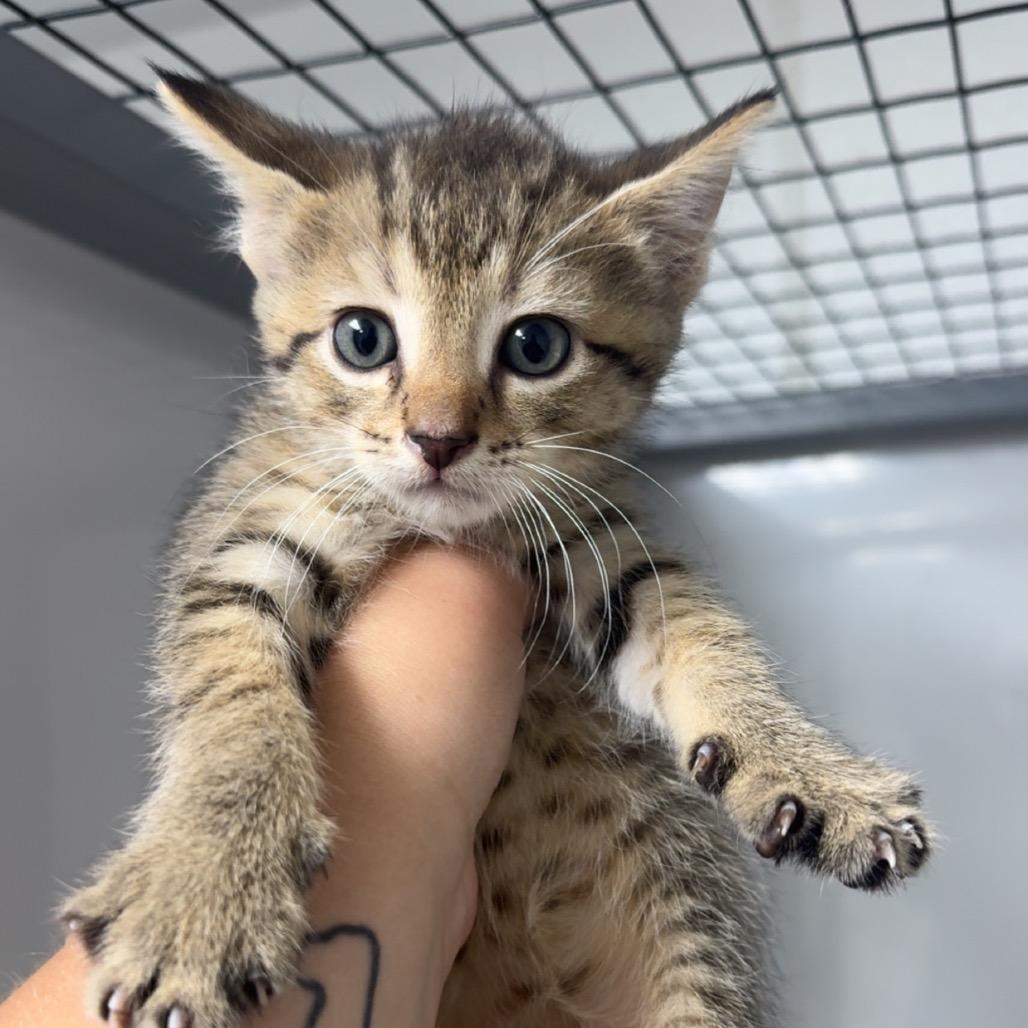 Chino, Adoptable, Kitten Female Domestic Short Hair.