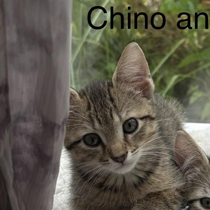 Chino, a Adoptable Domestic Short Hair in Shelbyville, IL image 2/2