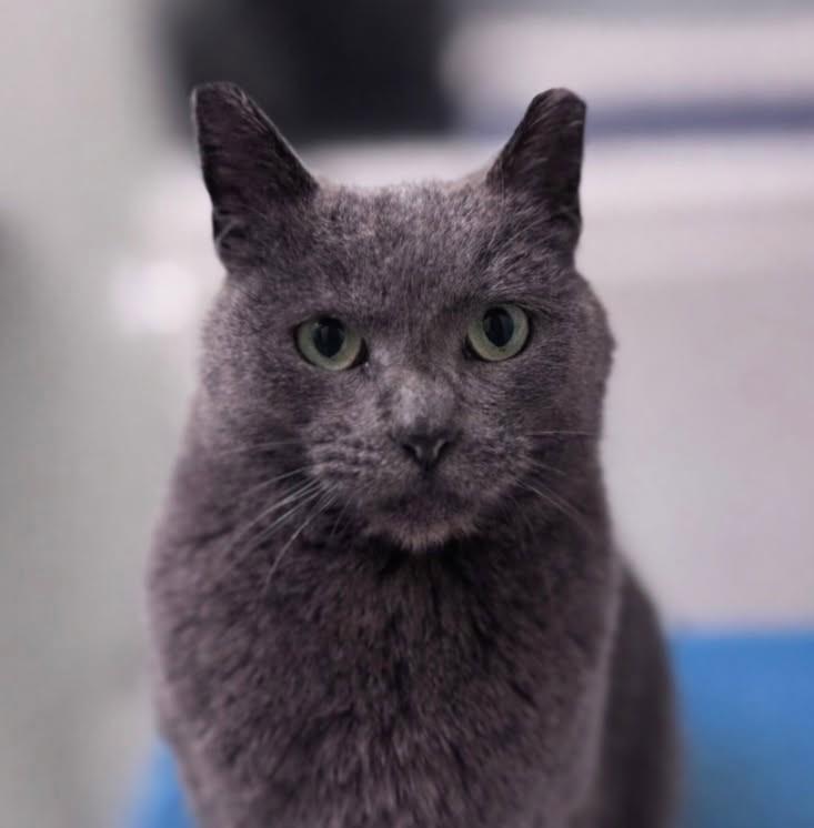 OG AKA "Original Gangster", a ADOPTABLE Russian Blue in Ypsilanti, MI image 2/5