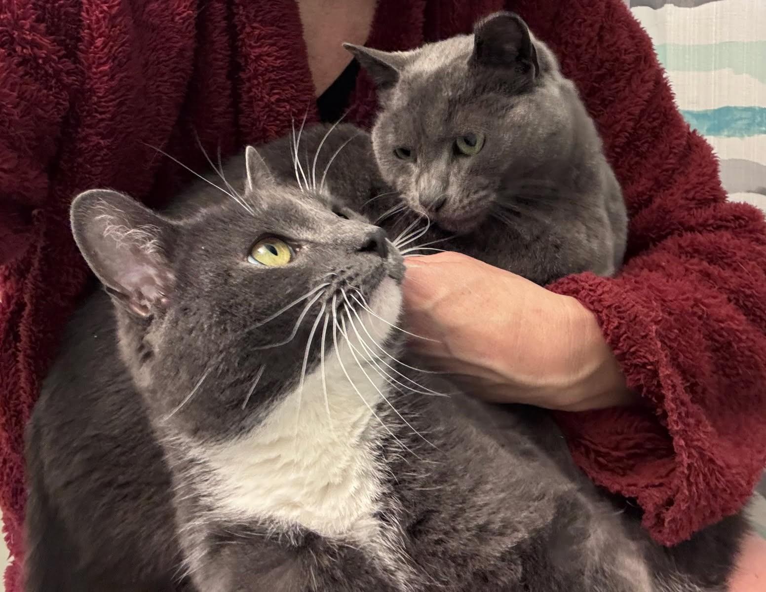 OG AKA "Original Gangster", a ADOPTABLE Russian Blue in Ypsilanti, MI image 5/5
