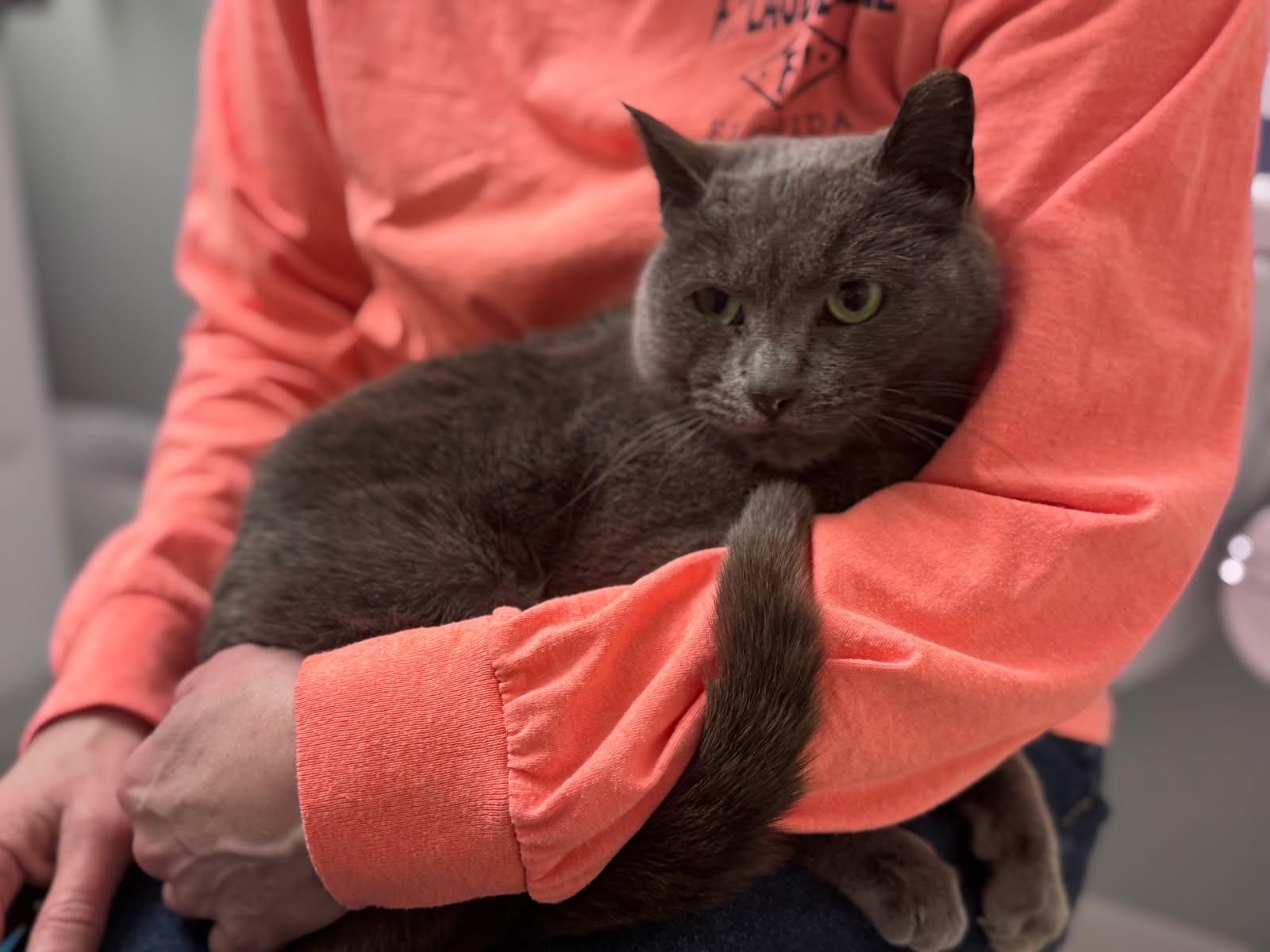 OG AKA "Original Gangster", a ADOPTABLE Russian Blue in Ypsilanti, MI image 3/5