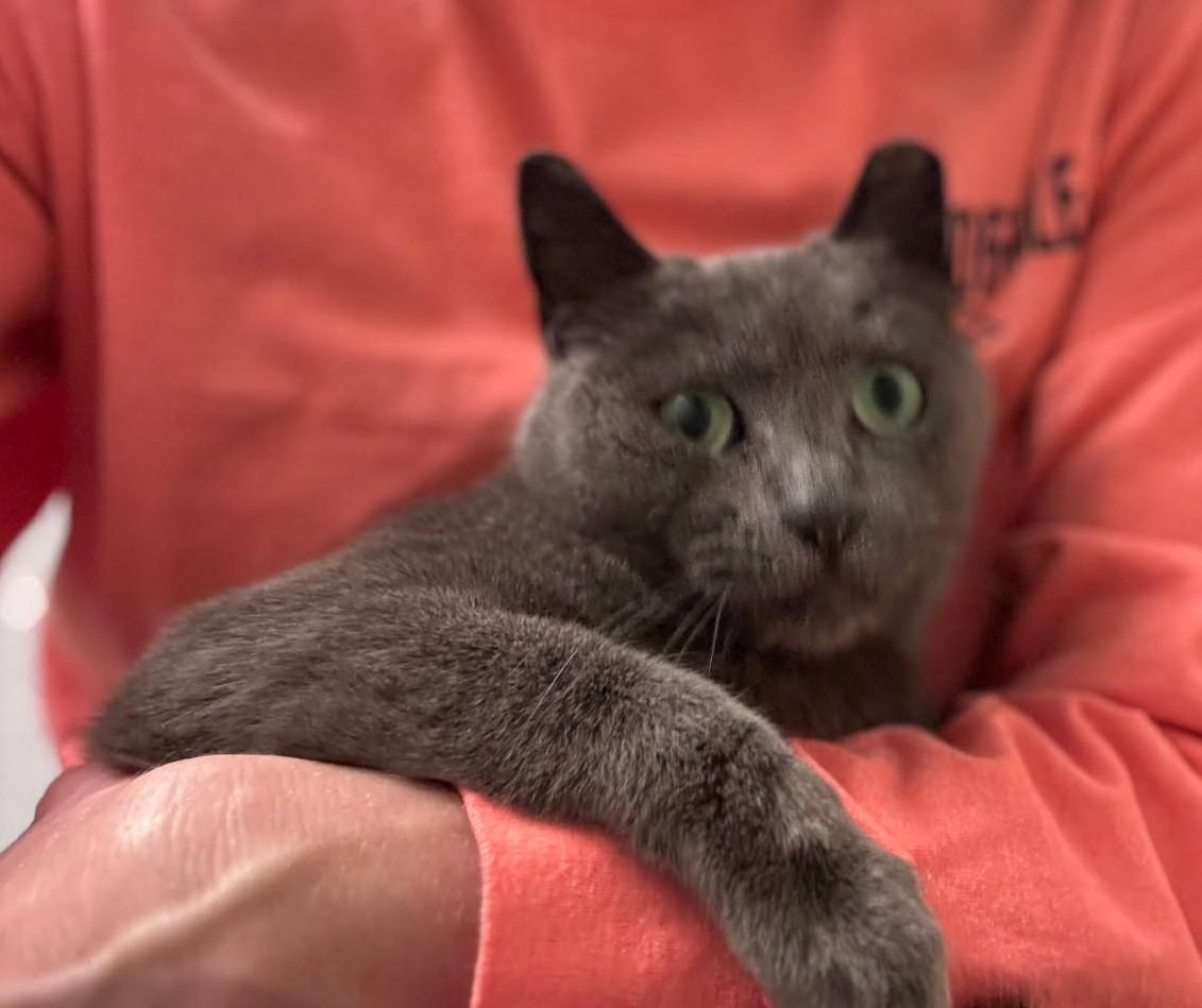 OG AKA "Original Gangster", a ADOPTABLE Russian Blue in Ypsilanti, MI image 4/5