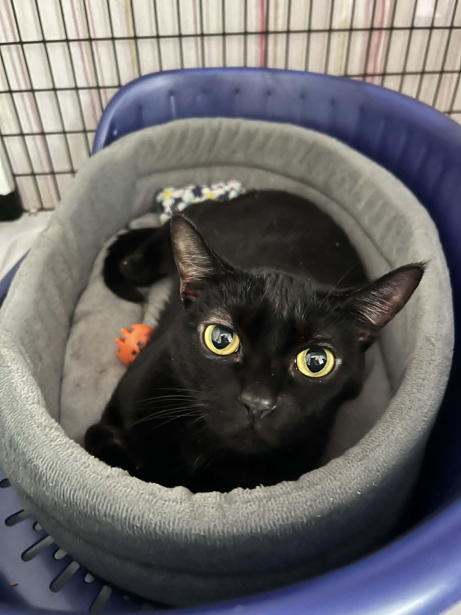 Enlarge Orion, a ADOPTABLE Domestic Short Hair in BURNABY, BC image 1/1