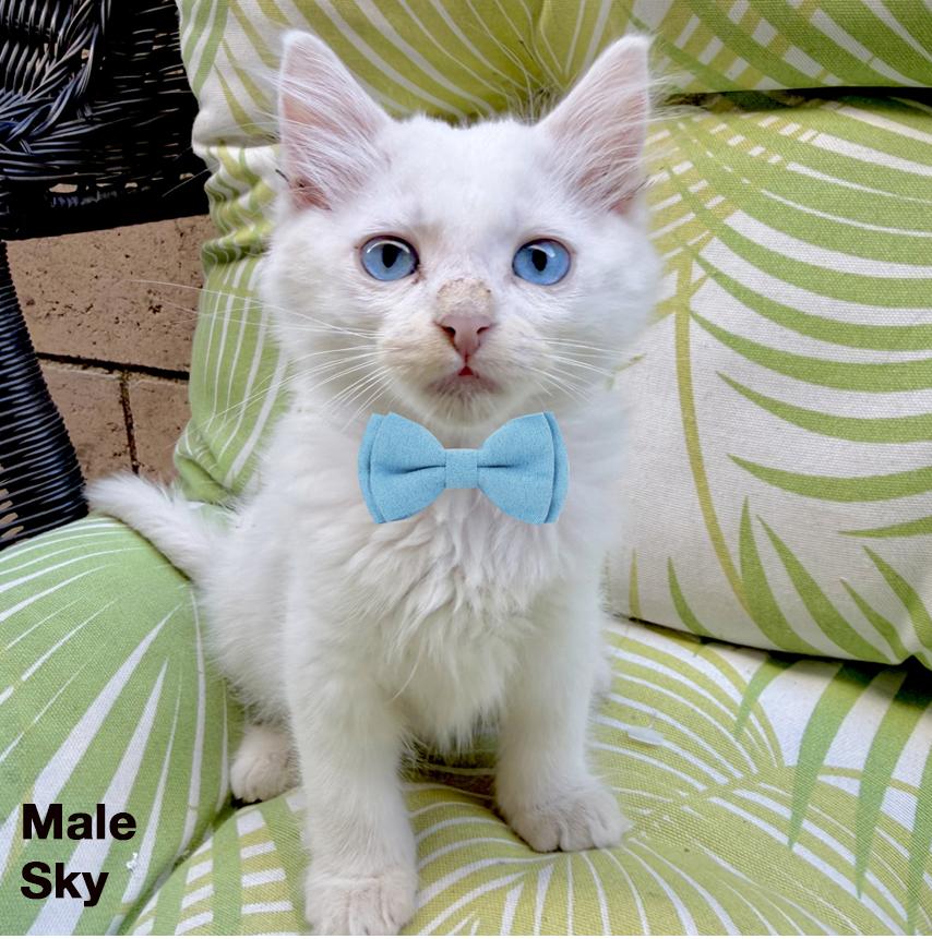 Enlarge Sky, a Adopted Domestic Short Hair in Gardena, CA image 1/1