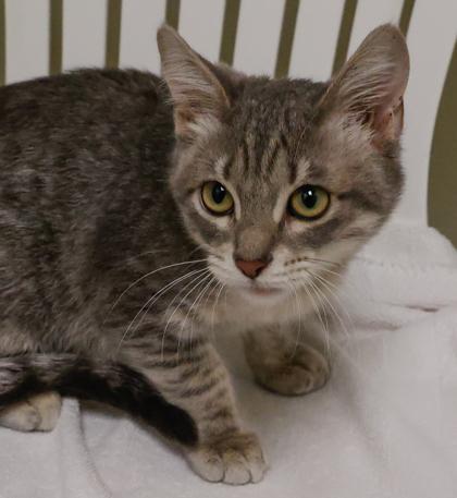 King, Adoptable, Kitten Male Domestic Short Hair & Domestic Short Hair.