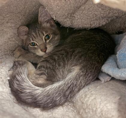 Enlarge King, a Adoptable mixed breed in Baraboo, WI image 2/3