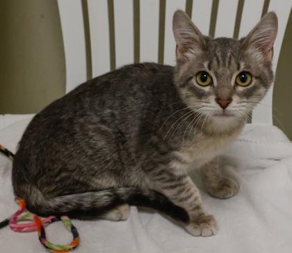 Enlarge King, a Adoptable mixed breed in Baraboo, WI image 3/3