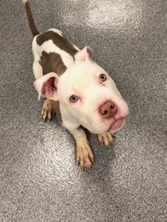 Enlarge Skippy Yrly 77, a Adoptable mixed breed in Sidney, OH image 2/5