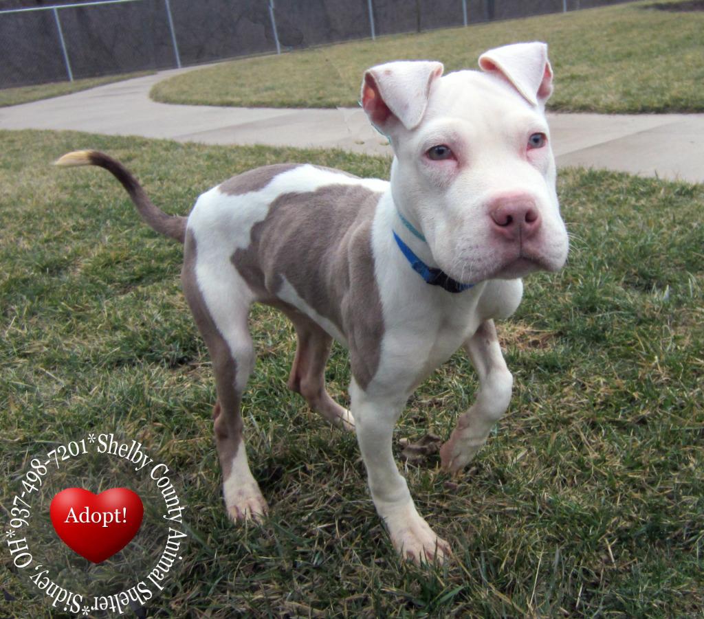 Enlarge Skippy Yrly 77, a Adoptable mixed breed in Sidney, OH image 2/5