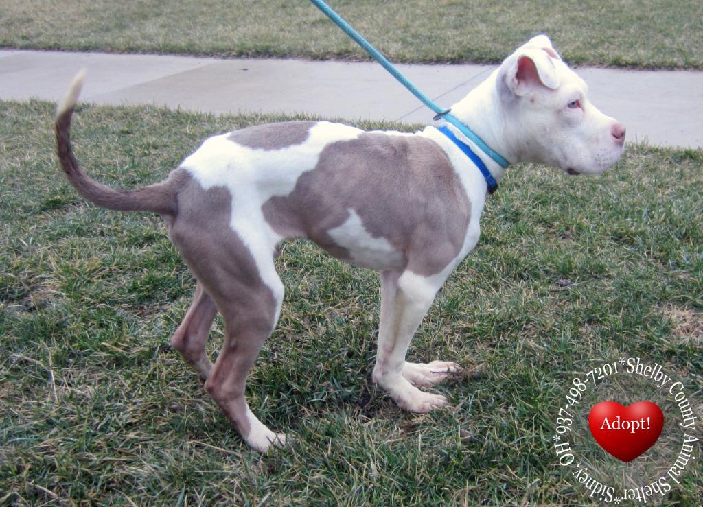 Enlarge Skippy Yrly 77, a Adoptable mixed breed in Sidney, OH image 4/5
