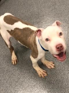 Enlarge Skippy Yrly 77, a Adoptable mixed breed in Sidney, OH image 4/5