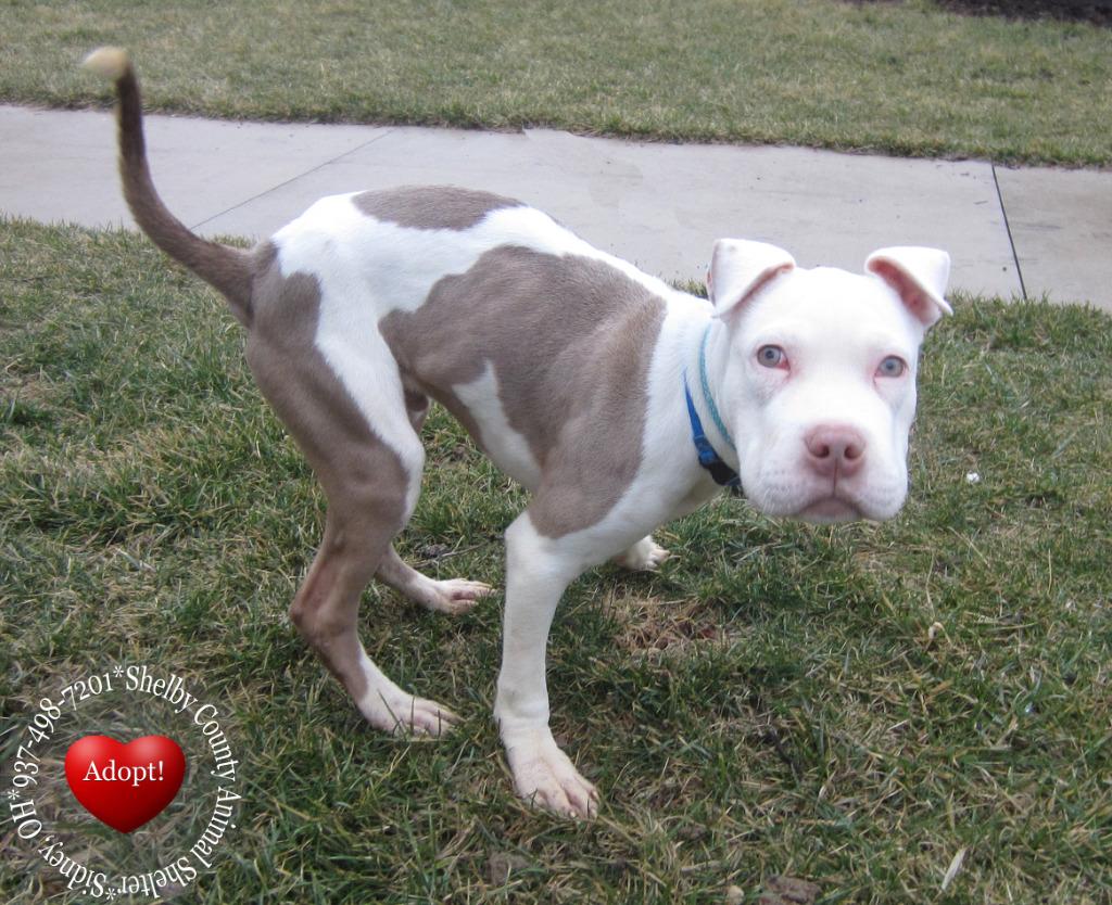 Enlarge Skippy Yrly 77, a Adoptable mixed breed in Sidney, OH image 5/5