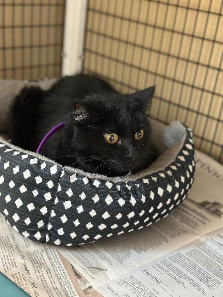 Apollo, Adoptable, Adult Male Domestic Medium Hair.